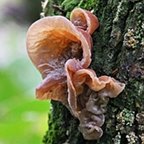 Auricularia auricula-judae