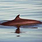 Balaenoptera acutorostrata