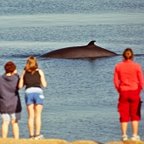 Balaenoptera acutorostrata