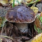 Boletus edulis