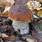 Boletus edulis