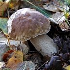 Boletus edulis