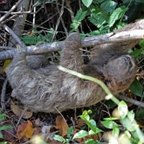 Bradypus  variegatus