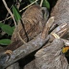 Bradypus  variegatus