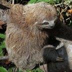 Bradypus  variegatus