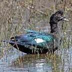 Cairina moschata