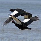 Cairina moschata