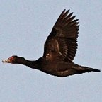 Cairina moschata