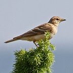 Calandrella brachydactyla