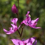 Calopogon tuberosus
