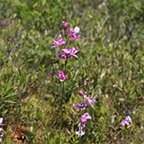 Calopogon tuberosus