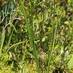 Calopogon tuberosus
