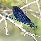Calopteryx virgo