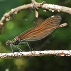 Calopteryx virgo