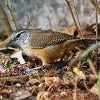 Cantorchilus leucotis