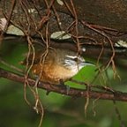 Cantorchilus leucotis