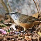 Cantorchilus leucotis