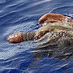 Caretta caretta