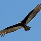 Cathartes burrovianus