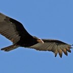 Cathartes burrovianus