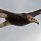 Cathartes burrovianus