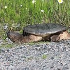 Chelydra serpentina