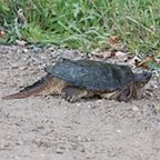 Chelydra serpentina