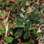 Chimaphila umbellata