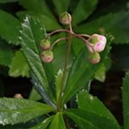 Chimaphila umbellata