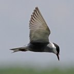 Chlidonias hybrida