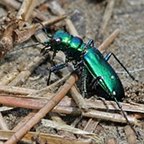 Cicindela sexguttata