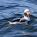 Clangula hyemalis