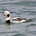 Clangula hyemalis