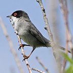 Curruca melanocephala