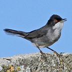 Curruca melanocephala