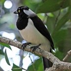 Cyanocorax cyanopogon