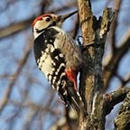 Dendrocopos leucotos