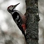 Dendrocopos leucotos