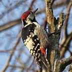 Dendrocopos leucotos