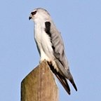 Elanus caeruleus