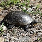 Emydoidea blandingii