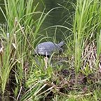 Emydoidea blandingii