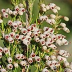 Erica arborea