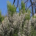 Erica arborea