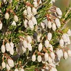 Erica arborea