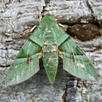 Eumorpha labruscae