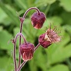 Geum rivale
