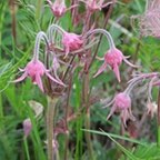 Geum triflorum