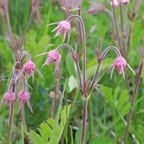 Geum triflorum