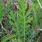 Geum triflorum